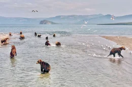 Ein riesiger Vulkansee ist das Ziel zahlloser Braunb&auml;ren. Sie warten nach den Monaten der Winterruhe auf die Rotlachse, die aus dem Meer heraufkommen.
