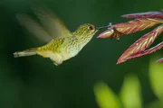 Kolibris können Dank ihres „Schwirrflugs“ in der Luft stehen wie ein Hubschrauber. Kolibris können Dank ihres „Schwirrflugs“ in der Luft stehen wie ein Hubschrauber.