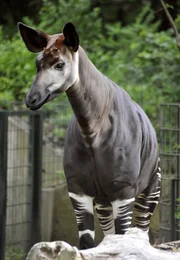 PANDA, GORILLA & CO., TEIL 177, "Geschichten aus dem Zoo Berlin und dem Tierpark Berlin". Die Frage, ob Nachwuchs oder nicht, hat sich bei der Okapifrau Batouri (Bild) geklärt. Bei ihr können die Pfleger dieses Mal nicht auf eine kleine Waldgiraffe hoffen. So hat Bulle Sandoa seine Batouri wieder für sich alleine zum Schmusen und zärtlich Knabbern. PANDA, GORILLA & CO., TEIL 177, "Geschichten aus dem Zoo Berlin und dem Tierpark Berlin". Die Frage, ob Nachwuchs oder nicht, hat sich bei der Okapifrau Batouri (Bild) geklärt. Bei ihr können die Pfleger dieses Mal nicht auf eine kleine Waldgiraffe hoffen. So hat Bulle Sandoa seine Batouri wieder für sich alleine zum Schmusen und zärtlich Knabbern.