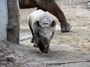 rbb Fernsehen PANDA, GORILLA & CO., TEIL 178, "Geschichten aus dem Zoo Berlin und dem Tierpark Berlin", am Freitag um 20:15 Uhr. Spitzmaulnashorn Kigoma im Zoo Berlin. rbb Fernsehen PANDA, GORILLA & CO., TEIL 178, "Geschichten aus dem Zoo Berlin und dem Tierpark Berlin", am Freitag um 20:15 Uhr. Spitzmaulnashorn Kigoma im Zoo Berlin.