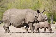 Nashorn Jhansi mit Nachwuchs Tarun. Nashorn Jhansi mit Nachwuchs Tarun.