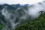 Die letzten Nebelwälder der Anden drohen zu verschwinden. Die letzten Nebelwälder der Anden drohen zu verschwinden.