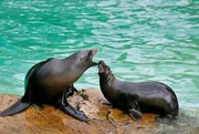 rbb Fernsehen PANDA, GORILLA & CO., TEIL 177, "Geschichten aus dem Zoo Berlin und dem Tierpark Berlin", am Freitag (15.04.11) um 20:15 Uhr. Für den kleinen Seelöwen Diego (re., mit Mama Conny) beginnt nun der Ernst des Lebens. Auch er muss langsam im täglichen Training der Seelöwen einsteigen und die ersten Kommandos lernen. rbb Fernsehen PANDA, GORILLA & CO., TEIL 177, "Geschichten aus dem Zoo Berlin und dem Tierpark Berlin", am Freitag (15.04.11) um 20:15 Uhr. Für den kleinen Seelöwen Diego (re., mit Mama Conny) beginnt nun der Ernst des Lebens. Auch er muss langsam im täglichen Training der Seelöwen einsteigen und die ersten Kommandos lernen.