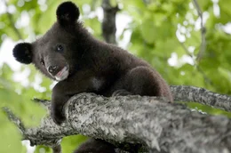 Junger Kragenb&auml;r beim Klettern