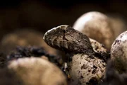Junge Brückenechsen, auch Tuataras genannt, schlüpfen nach 16 Monaten aus dem Ei. Die nur auf Neuseeland verbreiteten Echsen werden oft als „lebende Fossilien“ bezeichnet. Sie sind Überlebende einer Reptiliengruppe, deren Blütezeit mehr als 150 Millionen Jahre zurückliegt. Junge Brückenechsen, auch Tuataras genannt, schlüpfen nach 16 Monaten aus dem Ei. Die nur auf Neuseeland verbreiteten Echsen werden oft als „lebende Fossilien“ bezeichnet. Sie sind Überlebende einer Reptiliengruppe, deren Blütezeit mehr als 150 Millionen Jahre zurückliegt.