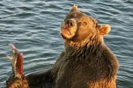 Ein Braunb&auml;r konnte einen Rotlachs fangen. Das hohe Aufkommen an Lachsen in &bdquo;B&auml;rland&ldquo; ist verantwortlich f&uuml;r die h&ouml;chste B&auml;rendichte auf unserer Erde.
