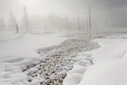 "Bobby Socks Trees" - verkalkte Bäume am Tangled Creek im Winter, Yellowstone-Nationalpark, Wyoming, USA. "Bobby Socks Trees" - verkalkte Bäume am Tangled Creek im Winter, Yellowstone-Nationalpark, Wyoming, USA.
