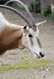 Säbelantilope im Freigehege des Berliner Zoos Säbelantilope im Freigehege des Berliner Zoos