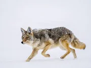 Selbst im tiefen Schnee kann ein Kojote noch eine Duftspur aufnehmen. Selbst im tiefen Schnee kann ein Kojote noch eine Duftspur aufnehmen.