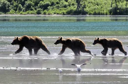 Halbw&uuml;chsige Braunb&auml;ren auf dem Weg zum Fischfang