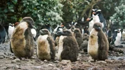 Snarespinguine brüten im Wald. Die Küken warten geduldig auf die Rückkehr der Eltern von ihren Fischzügen auf See. Snarespinguine brüten im Wald. Die Küken warten geduldig auf die Rückkehr der Eltern von ihren Fischzügen auf See.