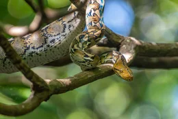 Eine Netzpython