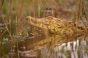 Ein junges Krokodil ist auf Tierrettungsstation "Harnas" am Rand der afrikanischen Kalahari-Wüste ausgebüchst. Volontär Morizt muss es einfangen. Ein junges Krokodil ist auf Tierrettungsstation "Harnas" am Rand der afrikanischen Kalahari-Wüste ausgebüchst. Volontär Morizt muss es einfangen.