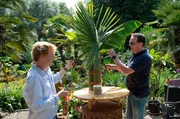 Palmen, Bananen und Bambus – das sind die Stars im Garten von Thomas Seggewiß aus dem Münsterland. Thomas Seggewiß (r) bekommt Unterstützung von Floristmeister Björn Kroner. Palmen, Bananen und Bambus – das sind die Stars im Garten von Thomas Seggewiß aus dem Münsterland. Thomas Seggewiß (r) bekommt Unterstützung von Floristmeister Björn Kroner.