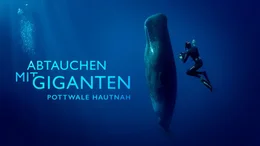 NORDDEUTSCHER RUNDFUNK Erlebnis Erde. Abtauchen mit Giganten - Pottwale hautnah Ab dem 23.01.2025 exklusiv in der ARD-Mediathek: Erlebnis Erde. Abtauchen mit Giganten - Pottwale hautnah. &copy; NDR/Doclights/Anna Maria Behrends/Martina Andr&eacute;s, honorarfrei - Verwendung gem&auml;&szlig; der AGB im engen inhaltlichen, redaktionellen Zusammenhang mit genannter NDR-Sendung und bei Nennung "Bild: NDR/Doclights/Anna Maria Behrends/Martina Andr&eacute;s" (S2). NDR Presse und Information/Fotoredaktion, Tel: 040/4156-2333 oder -2305, pressefoto@ndr.de