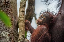 Baby orangutan (Pongo pygmaeus) in the wild nature. Natural habitat in Rainforest of Island Borneo. Indonesia.