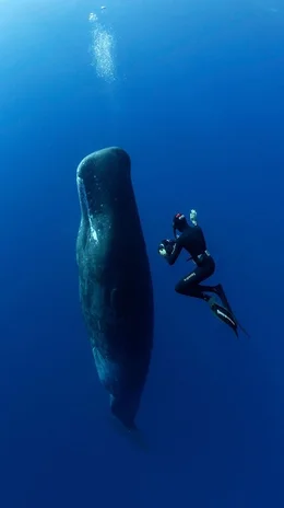 Im Bann des Augenblicks &ndash; Tierfilmer Manuel Spescha filmt einen schlafenden Pottwal.