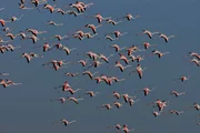 Flamingos.