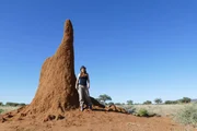 So ein Termitenbau wird manchmal meterhoch. Aber was wir sehen, ist nur der Schornstein. Das Termitenvolk befindet sich unter der Erde. So ein Termitenbau wird manchmal meterhoch. Aber was wir sehen, ist nur der Schornstein. Das Termitenvolk befindet sich unter der Erde.