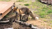 In Berlin kommen die Füchse bis auf die Terrasse. Hier leben mehr Füchse als im Wald außerhalb der Stadt. In Berlin kommen die Füchse bis auf die Terrasse. Hier leben mehr Füchse als im Wald außerhalb der Stadt.