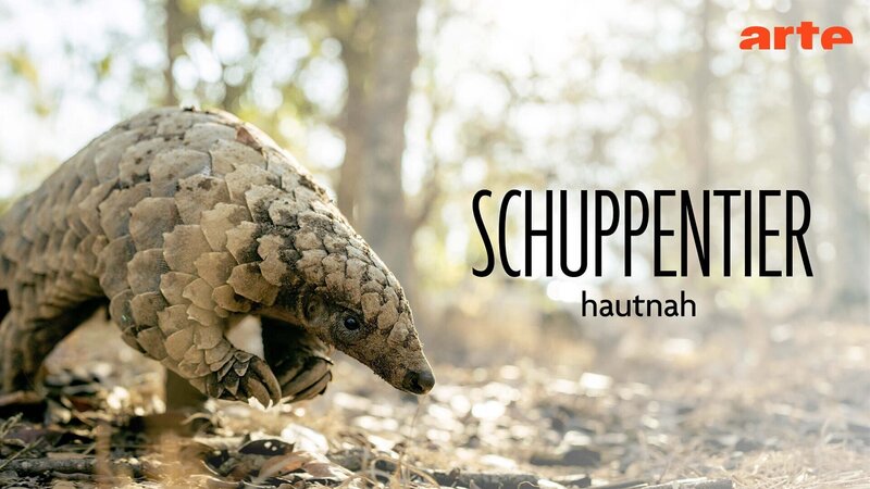 Schuppentier hautnah (A, 2025)