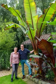 Palmen, Bananen und Bambus – das sind die Stars im Garten von Thomas Seggewiß aus dem Münsterland. Gastgeber Thomas Seggewiss mit seiner Frau Regina. Palmen, Bananen und Bambus – das sind die Stars im Garten von Thomas Seggewiß aus dem Münsterland. Gastgeber Thomas Seggewiss mit seiner Frau Regina.