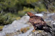 Ein Steinadler.