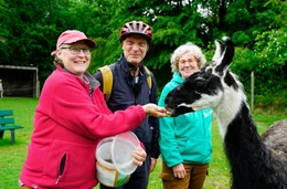 Tierische Begegnung: Martin Brambach mit Beate Pracht, Andrea Eikelmann und einem &bdquo;Prachtlama&ldquo;.