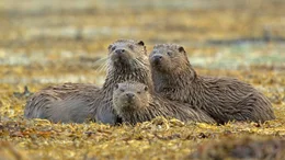 Wildes Shetland

Verwendung nur in Verbindung mit der Programmkommunikation. Jede andere Nutzung ist untersagt.