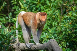 Portrait of a wild Proboscis monkey or Nasalis larvatus, in the rainforest of island Borneo, Malaysia, close up.