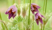 Im Wildstaudengarten wachsen nur gebietsheimische Arten. Im Wildstaudengarten wachsen nur gebietsheimische Arten.