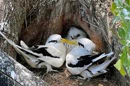 Der Wei&szlig;schwanz-Tropikvogel ist f&uuml;r sein makelloses wei&szlig;es Gefieder mit eleganten schwarzen Linien bekannt. Er kommt in den tropischen und subtropischen K&uuml;stengebieten weltweit vor.