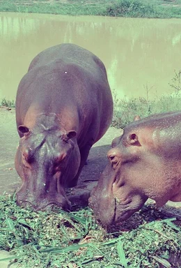 Die Hippos