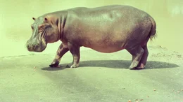 eine Hypo