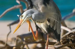 Der Graureiher, der in Europa vor allem an Fl&uuml;ssen und Seen lebt, jagt auf den Seychellen auch im Salzwasser nach kleinen Fischen, Krabben und Krebstieren.