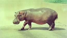 eine Hypo