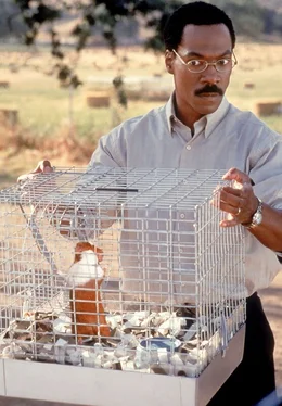 Dr. Dolittle (Eddie Murphy) ist sehr vorsichtig bei der Untersuchung eines ulkigen Meerschweinchen.