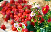 Erdbeeren am Balkon stehen bei Karl Ploberger im Mittelpunkt. Gro&szlig;e, flache und gut drainierte Gef&auml;&szlig;e, torffreie und n&auml;hrstoffreiche Erde sowie Sorten wie &sbquo;Senga Sengana&lsquo;, &sbquo;Ostara&lsquo; oder &sbquo;Mara des Bois&lsquo; schaffen gute Voraussetzungen f&uuml;r eine reiche Ernte.