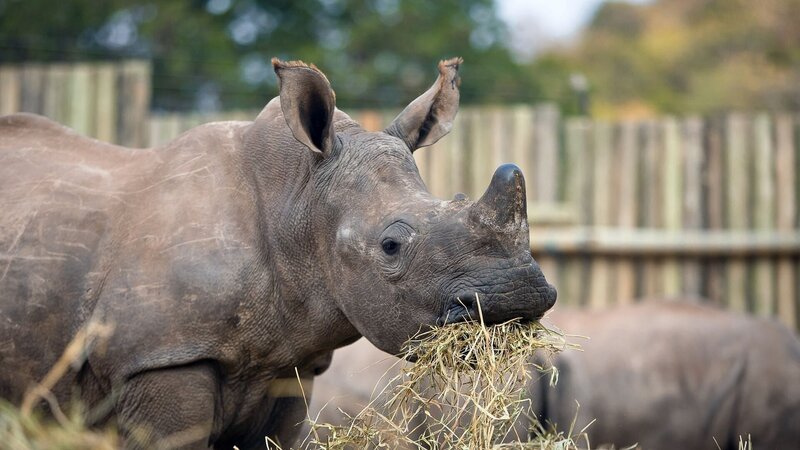 Bis zum letzten Nashorn: Auf der Spur der Wildtier-Mafia Südafrikas (AUS, 2022)