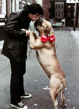 Geplant ist der Kampf gegen den Weltmeister lediglich als PR-Gag, doch Rocky (Sylvester Stallone) will beweisen, dass er mehr ist als ein Hinterhof-Boxer. Und so trainiert er wie besessen und liefert dem haushohen Favoriten wider Erwarten die Schlacht seines Lebens ...