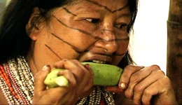 Die Ts&aacute;chila, ein kleines Indianervolk, das im Nebelwald der Anden Ecuadors lebt, haben ihre steinzeitliche Lebensweise bis heute bewahrt.