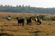 Die überall frei herumlaufenden Ponys prägen das Bild des New-Forest-Nationalparks und haben Vorfahren in der Bronzezeit. Die überall frei herumlaufenden Ponys prägen das Bild des New-Forest-Nationalparks und haben Vorfahren in der Bronzezeit.