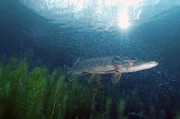 Hechte fühlen sich in einem Baggersee wohl, nachdem die Kiesförderung eingestellt wurde. Hechte fühlen sich in einem Baggersee wohl, nachdem die Kiesförderung eingestellt wurde.