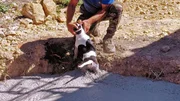 Für Aufregung sorgt dann Flash, der Hund des Hausmeisters. Denn der springt in den Schnellbeton und könnte sekündlich zu einer Betonstatue erstarren. Für Aufregung sorgt dann Flash, der Hund des Hausmeisters. Denn der springt in den Schnellbeton und könnte sekündlich zu einer Betonstatue erstarren.