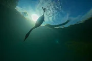 Ein Haubentaucher jagt Fische in einem Baggersee, der sich nach jahrelanger Kiesförderung in ein Naturparadies verwandelt hat. Ein Haubentaucher jagt Fische in einem Baggersee, der sich nach jahrelanger Kiesförderung in ein Naturparadies verwandelt hat.
