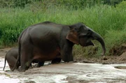 Seltene Borneo-Zwergelefanten baden am Fluss Kinabatangan auf Borneo. Seltene Borneo-Zwergelefanten baden am Fluss Kinabatangan auf Borneo.