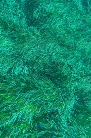 Seegraswiesen unter Wasser. Seegraswiesen unter Wasser.