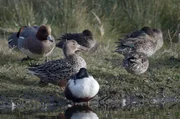 Krickenten, Löffelenten, Pfeifenten oder Stockenten – all diese Vögel machen die Marschen zum wichtigsten Zwischenstopp auf ihrem Zugweg. Krickenten, Löffelenten, Pfeifenten oder Stockenten – all diese Vögel machen die Marschen zum wichtigsten Zwischenstopp auf ihrem Zugweg.