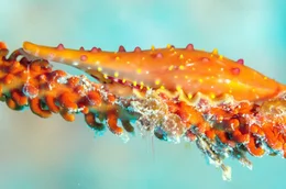 Die Rosarote Spindel-Kauri-Schnecke weidet eine Koralle ab.