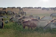 In Ungarn wurde das Przewalski-Pferd ausgewildert, um die größte europäische Steppe – die Puszta – zu erhalten. In Ungarn wurde das Przewalski-Pferd ausgewildert, um die größte europäische Steppe – die Puszta – zu erhalten.